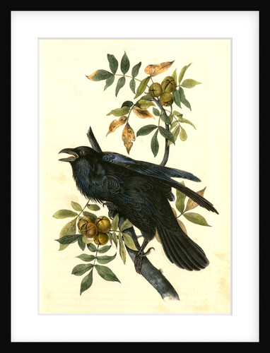 Raven. Old Male. (Thick-Shell bark Hickory) by John James Audubon