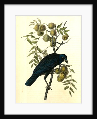 Common American Crow. Male. (Black Walnut.) by John James Audubon