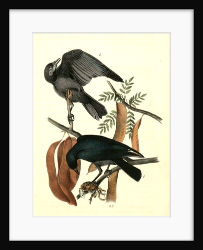 Fish Crow by John James Audubon
