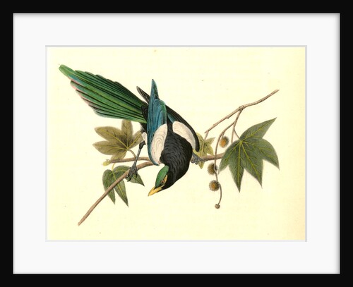 Yellow-billed Magpie. Male. (Plantanus) by John James Audubon