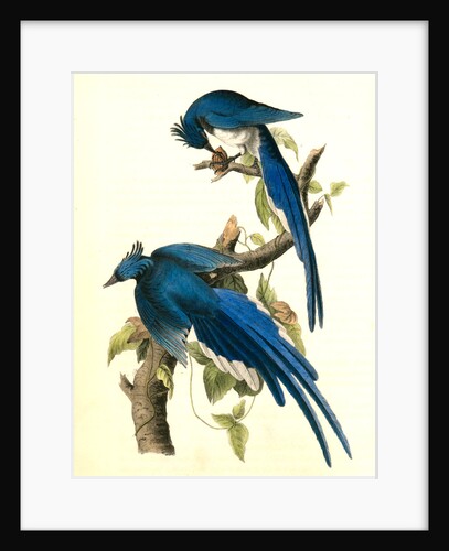 Columbia Magpie or Jay. Male by John James Audubon