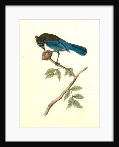 Steller's Jay. Male by John James Audubon