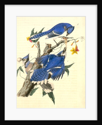 Blue Jay by John James Audubon