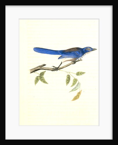 Ultramarine Jay. Adult Male by John James Audubon