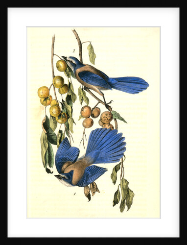 Florida Jay by John James Audubon