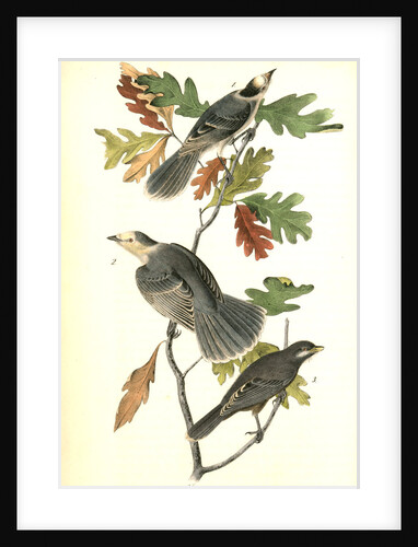 Canada Jay by John James Audubon
