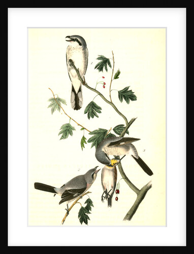 Great American Shrike by John James Audubon