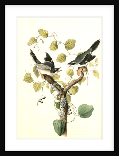Loggerhead Shrike by John James Audubon