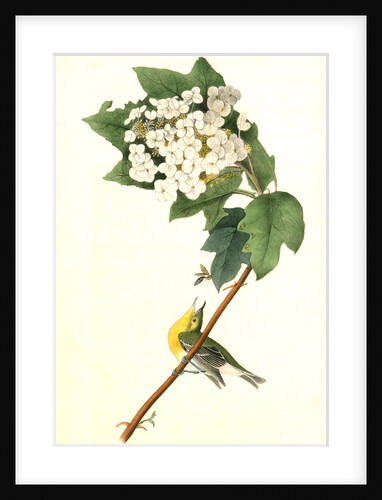 Yellow-throated Vireo, or Greenlet. Male. (Swamp Snowball. Hydrangea quercifolia.) by John James Audubon