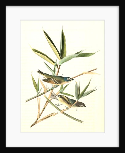 Solitary Vireo, or Greenlet. Male. (American Cane. Miegia macrosperma) by John James Audubon