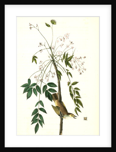 White-eyed Vireo, or Greenlet. Male. (Pride of China, or bead tree. Melia Azedarach.) by John James Audubon