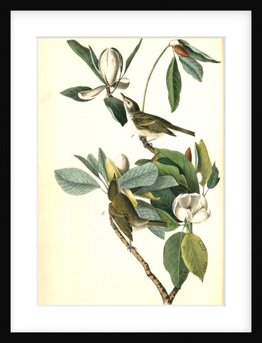 Warbling Vireo, or Greenlet by John James Audubon