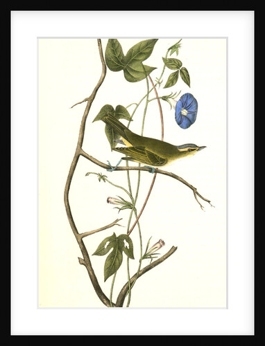 Bartram's Vireo, or Greenlet. Male. (Ipomea) by John James Audubon