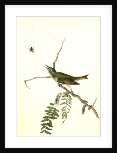 Red-eyed Vireo, or Greenlet. Male. (Honey-locust) by John James Audubon