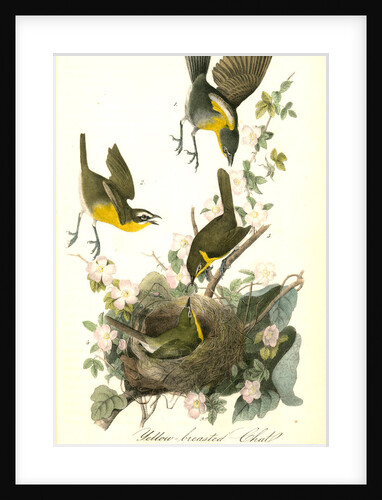 Yellow-breasted Chat by John James Audubon