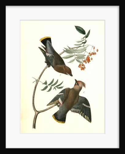 Black-throated Wax-wing, or Bohemian Chatterer by John James Audubon
