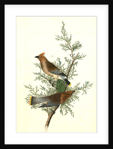 Cedar bird, or Cedar Wax-wing by John James Audubon