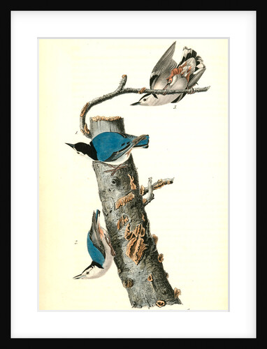 White-breasted Nuthatch by John James Audubon