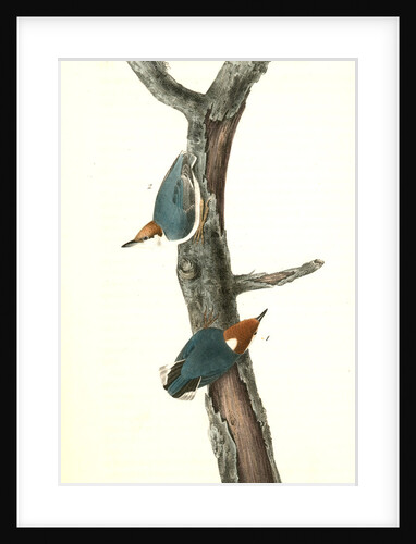 Brown-headed Nuthatch by John James Audubon