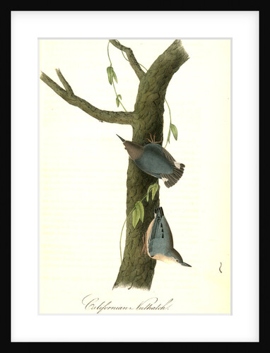 Californian Nuthatch. Adults by John James Audubon