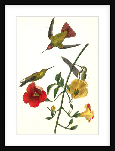 Mango Humming bird by John James Audubon