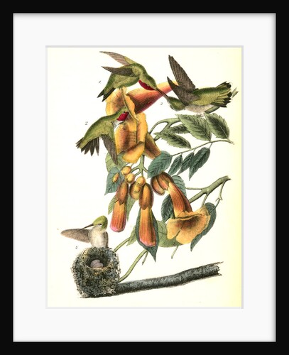 Ruby-throated Humming bird by John James Audubon