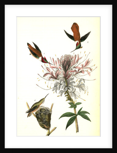 Ruff-necked Humming bird by John James Audubon