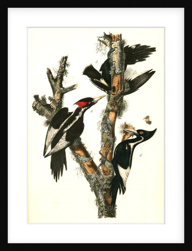 Ivory-billed Woodpecker by John James Audubon