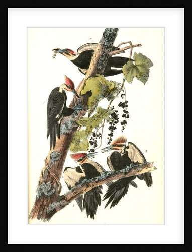 Pileated Woodpecker by John James Audubon