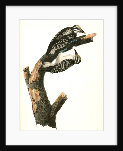 Phillips Woodpecker. Males by John James Audubon