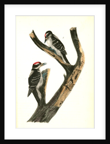Maria's Woodpecker by John James Audubon