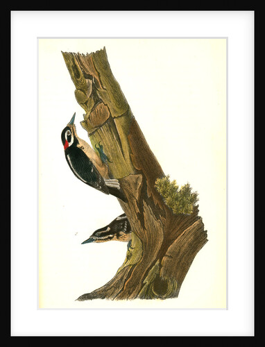 Harris's Woodpecker by John James Audubon
