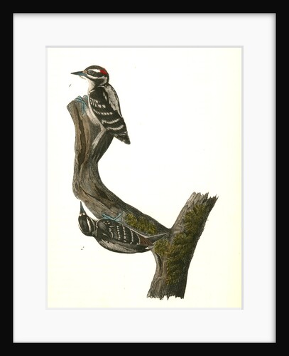 Hairy Woodpecker by John James Audubon