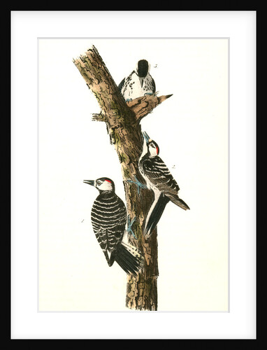 Red-cockaded Woodpecker by John James Audubon