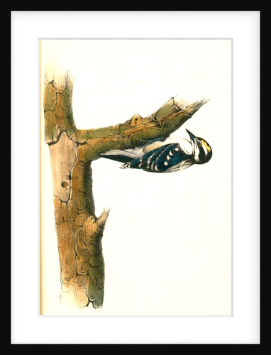 Audubon's Woodpecker. Male by John James Audubon