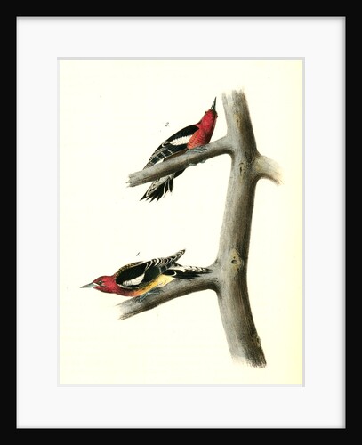 Red-breasted Woodpecker by John James Audubon