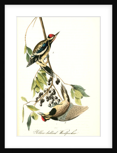 Yellow-bellied Woodpecker by John James Audubon