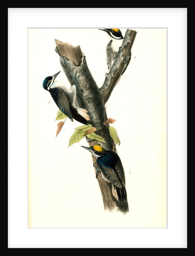 Arctic three-toed Woodpecker by John James Audubon
