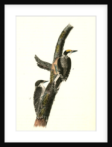 Banded three-toed Woodpecker by John James Audubon