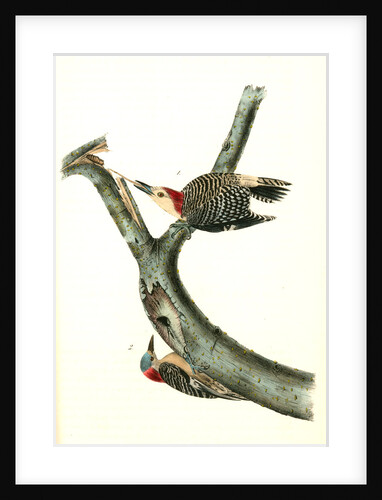 Red-bellied Woodpecker by John James Audubon