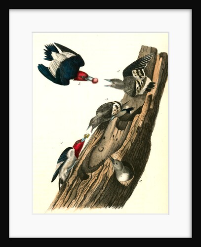 Red-headed Woodpecker by John James Audubon