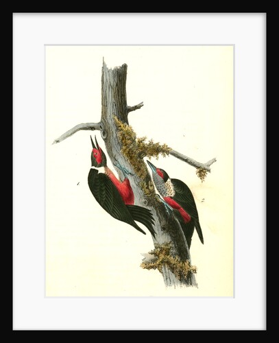 Lewi's Woodpecker by John James Audubon