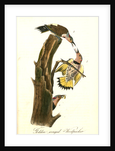 Golden-winged Woodpecker by John James Audubon