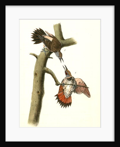 Red-shafted Woodpecker by John James Audubon