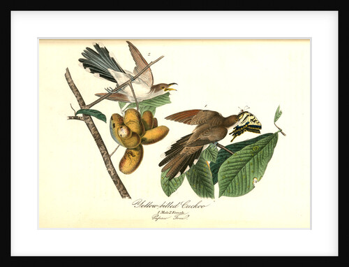 Yellow-billed Cuckoo by John James Audubon