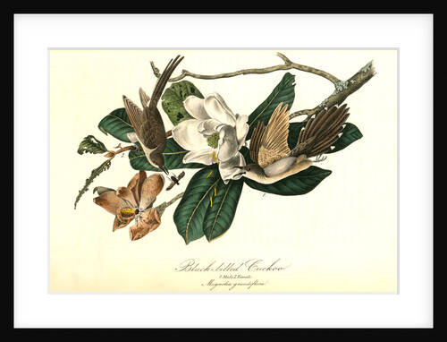 Black-billed Cuckoo by John James Audubon