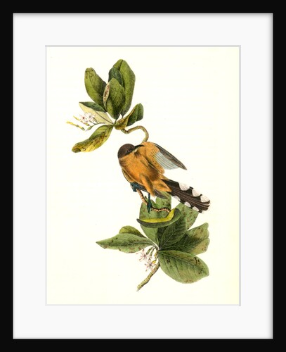 Mangrove Cuckoo. Male. (Seven years apple.) by John James Audubon