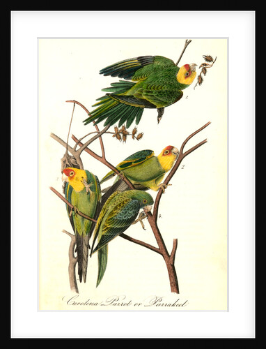 Carolina Parrot, or Parrakeet by John James Audubon