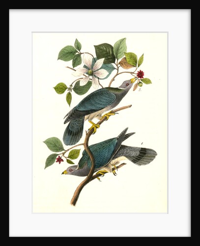 Band-tailed Dove, or Pigeon by John James Audubon