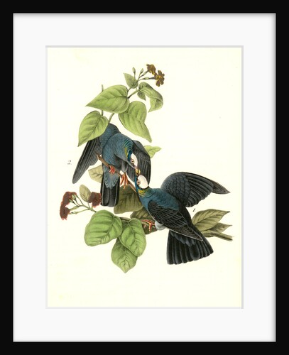 White-headed Dove, or Pigeon by John James Audubon